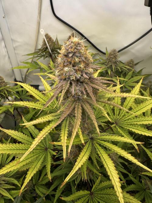 Wintergrow 2025. Week 6 - Blueberry Muffin 