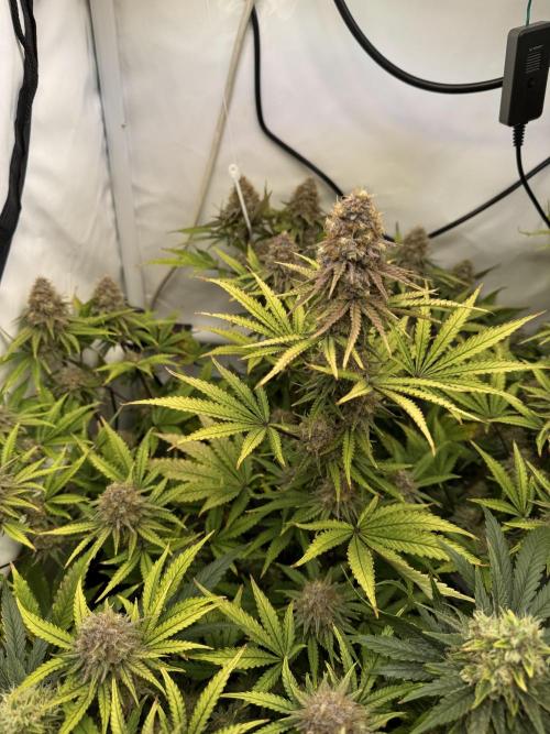 Wintergrow 2025. Week 6 - Blueberry Muffin 