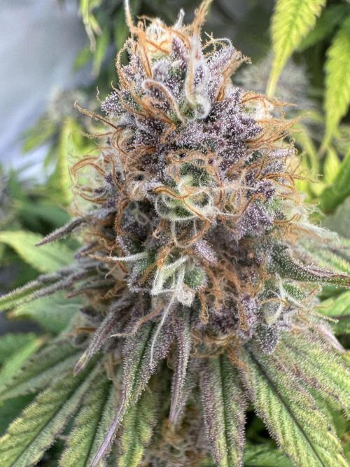 Wintergrow 2025. Week 6 - Blueberry Muffin 