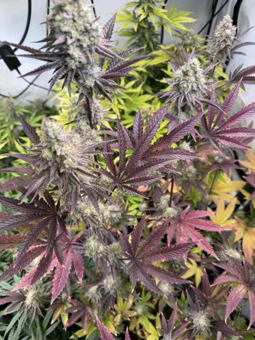 Wintergrow 2025. Week 6 - Blueberry cupcake 