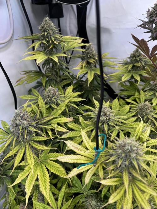 Wintergrow 2025. Week 6 - Poddy mouth 