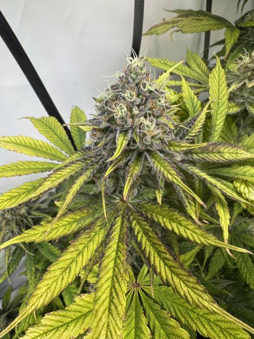 Wintergrow 2025. Week 6 - Poddy mouth 