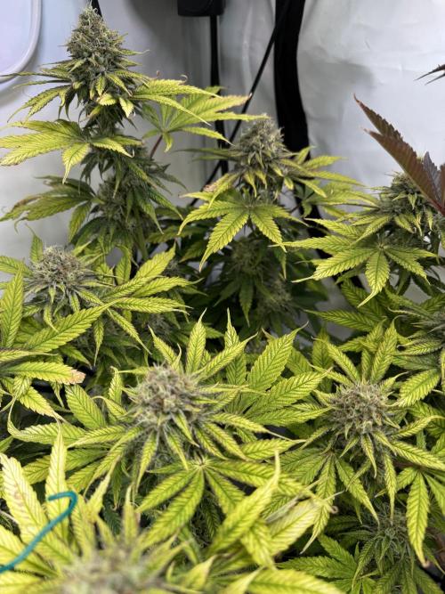 Wintergrow 2025. Week 6 - Poddy mouth 