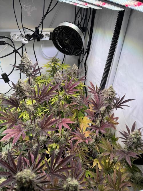 Wintergrow 2025. Week 6 - Blueberry cupcake 