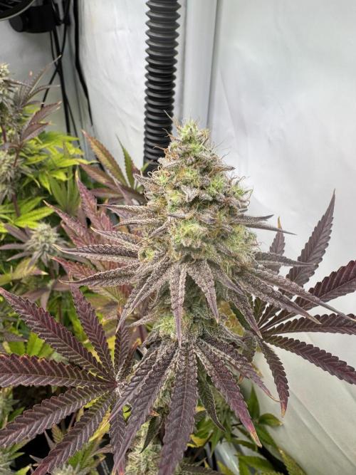 Wintergrow 2025. Week 6 - Blueberry cupcake 