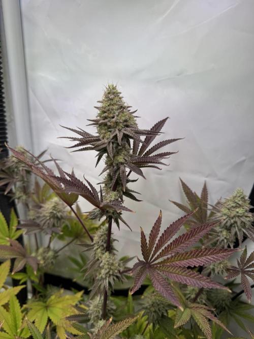 Wintergrow 2025. Week 6 - Blueberry cupcake 