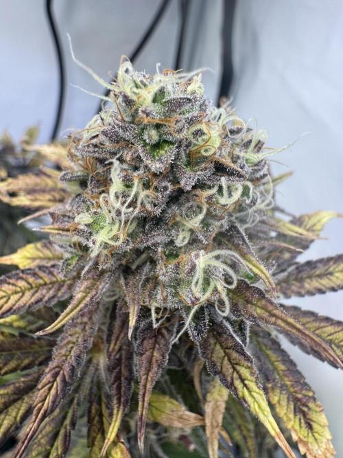 Wintergrow 2025. Week 7 - Poddy mouth goes black 