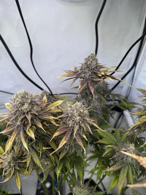 Wintergrow 2025. Week 7