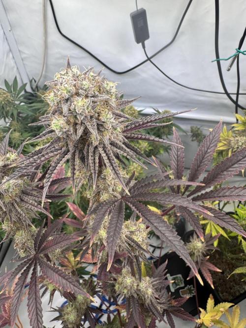 Wintergrow 2025. Week 7