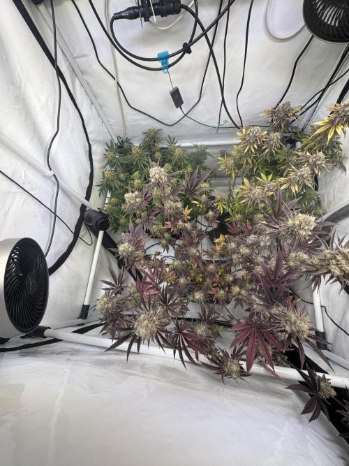 Wintergrow 2025. Week 7