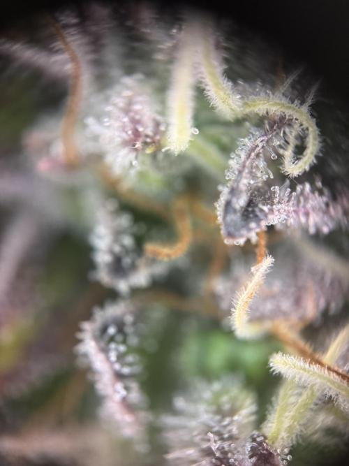 Wintergrow 2025. Week 7