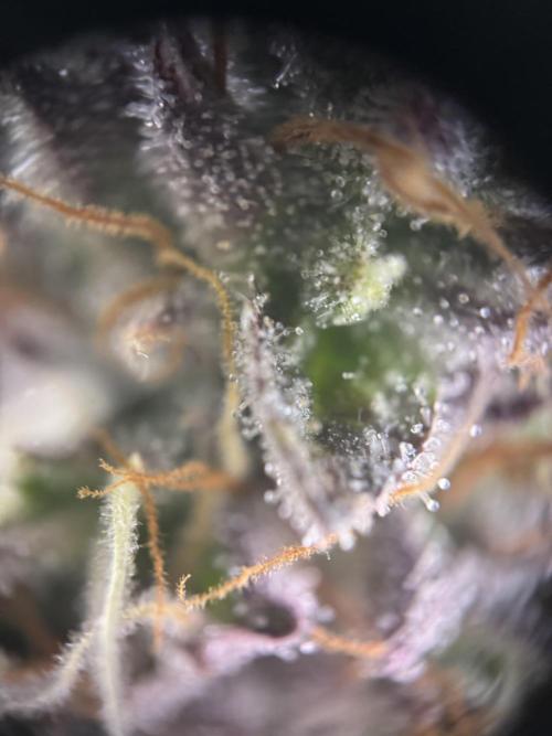 Wintergrow 2025. Week 7