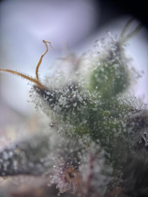 Wintergrow 2025. Week 7 - Blueberry cupcake 