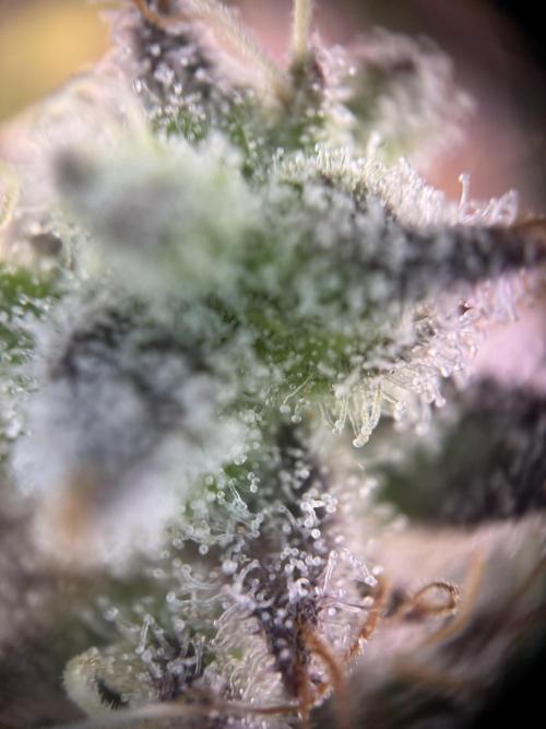 Wintergrow 2025. Week 7