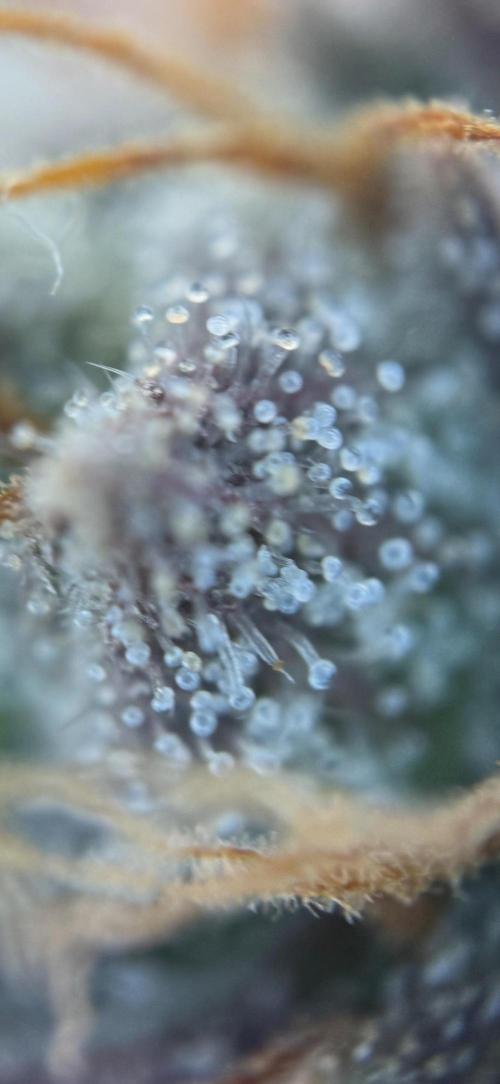 Wintergrow 2025. Week 7 - Blueberry Muffin 