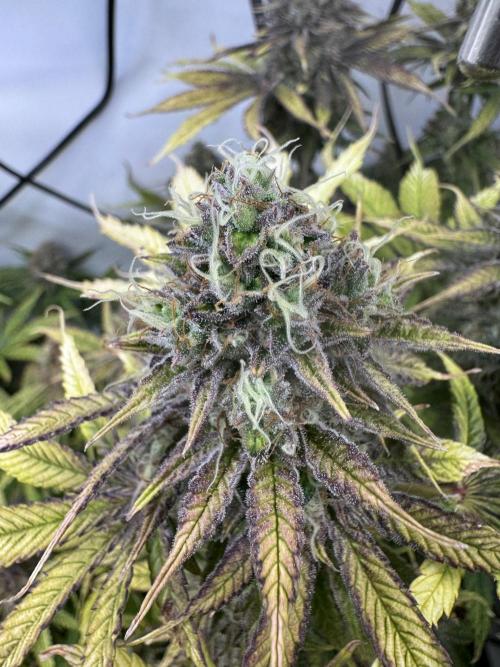 Wintergrow 2025. Week 7