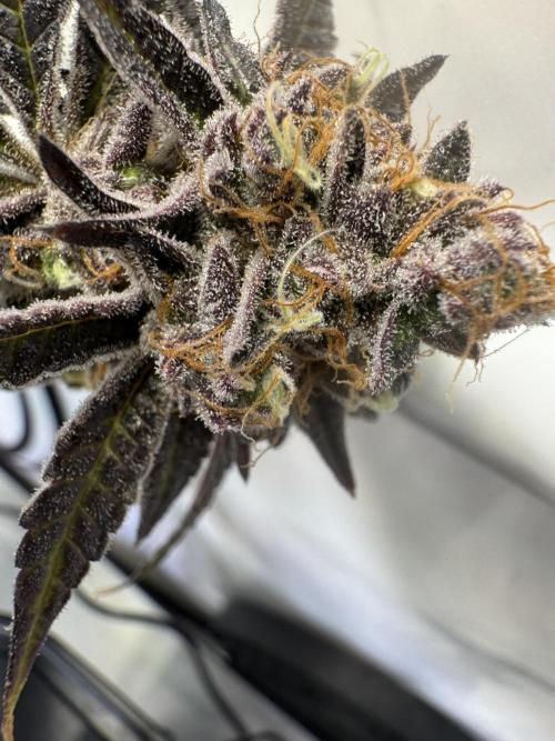 Wintergrow 2025. Week 8