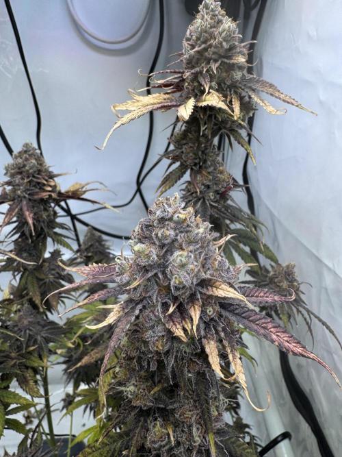 Wintergrow 2025. Week 8