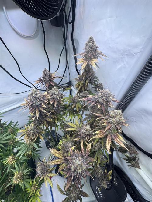 Wintergrow 2025. Week 8