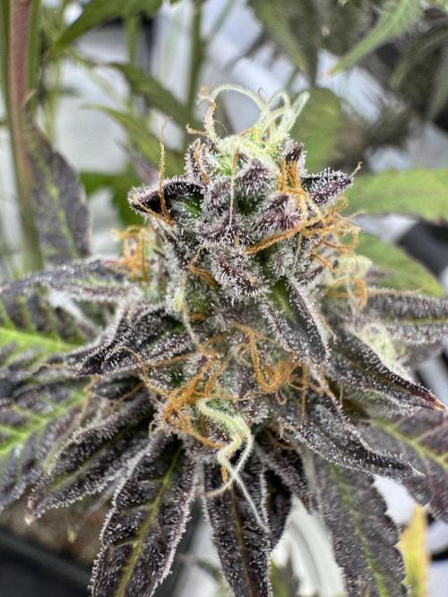 Wintergrow 2025. Week 8