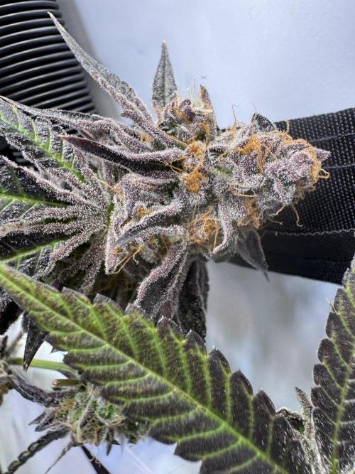 Wintergrow 2025. Week 8