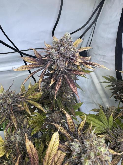 Wintergrow 2025. Week 8