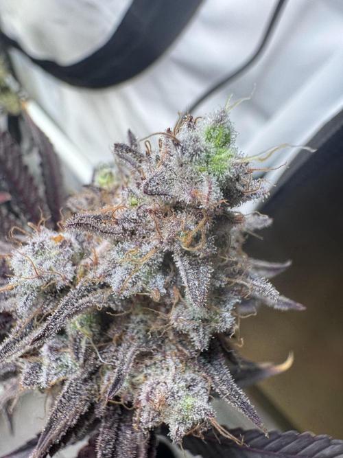 Wintergrow 2025. Week 8