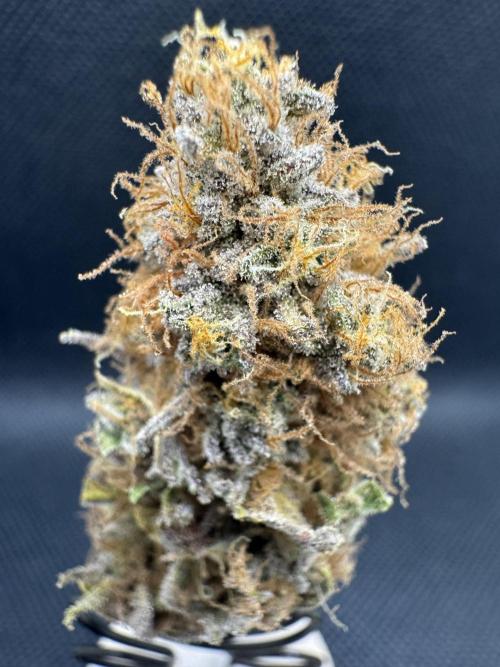 Wintergrow 2025. Week 8 - Blueberry muffin