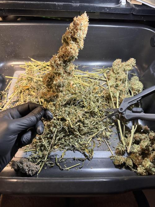 Wintergrow 2025. Week 8