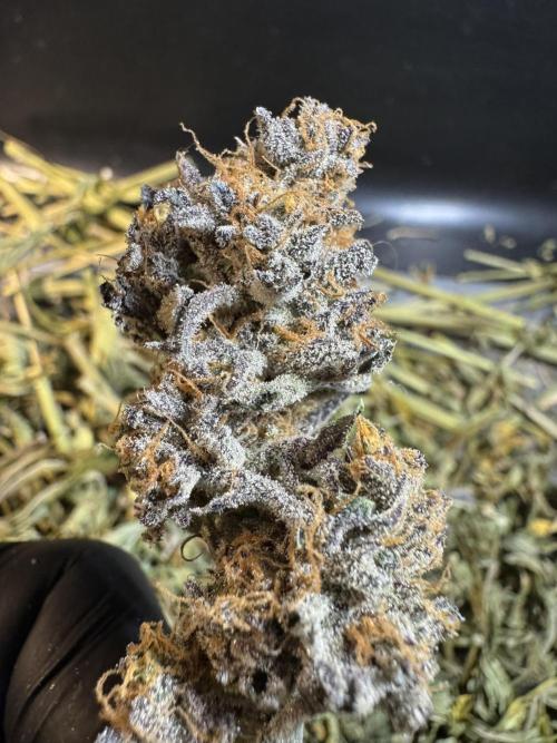 Wintergrow 2025. Week 8