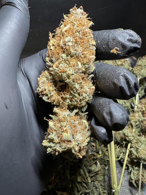 Wintergrow 2025. Week 9