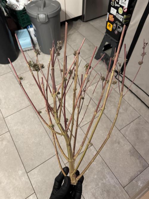 Wintergrow 2025. Week 9