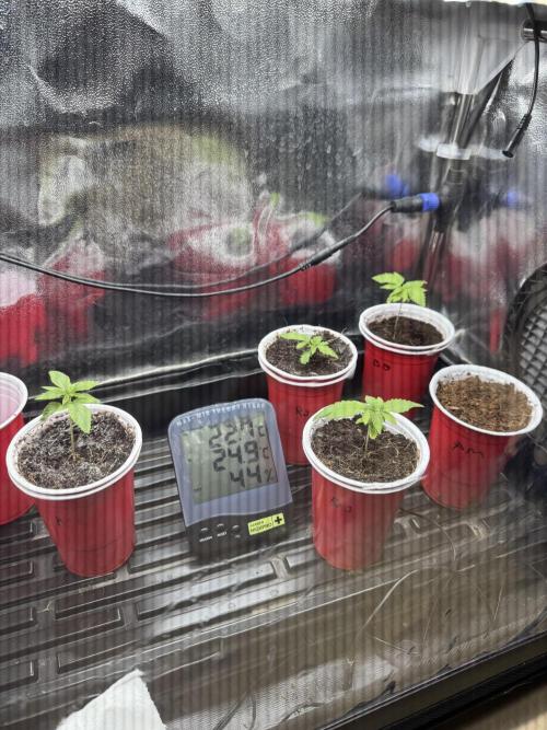 Frühlingsgrow 2026. Week 1