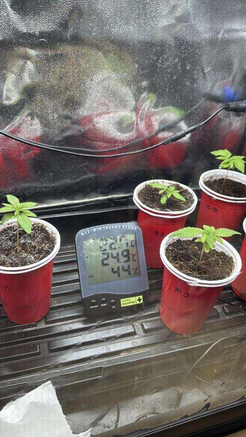 Frühlingsgrow 2026. Week 1