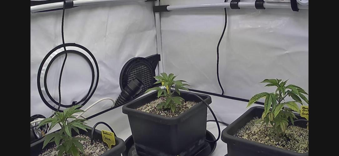 Frühlingsgrow 2026. Week 2 - In ein paar Tagen schmeiß ich die Autopots an