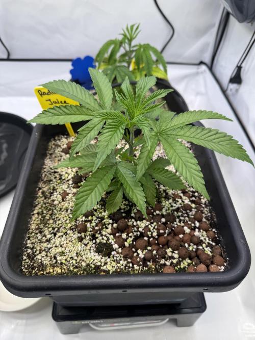 Frühlingsgrow 2026. Week 3