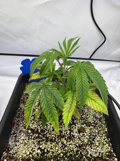 Frühlingsgrow 2026. Week 3 - Black cherry gushers
