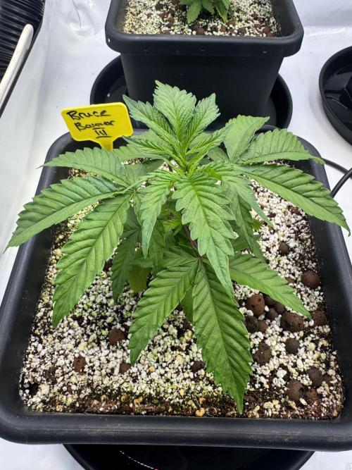 Frühlingsgrow 2026. Week 3 - Super vital