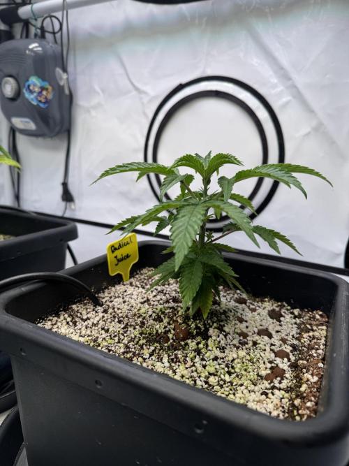 Frühlingsgrow 2026. Week 3