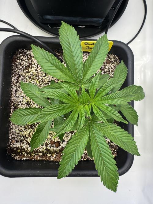 Frühlingsgrow 2026. Week 3