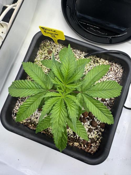 Frühlingsgrow 2026. Week 3