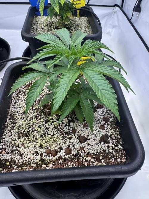 Frühlingsgrow 2026. Week 3