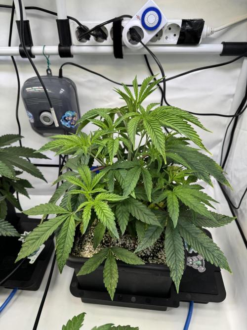 Frühlingsgrow 2026. Week 4 - Black cherry gushers