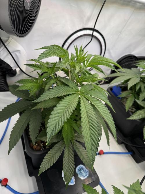 Frühlingsgrow 2026. Week 4 - Radical juice