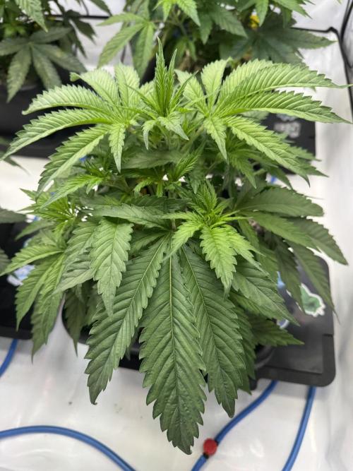 Frühlingsgrow 2026. Week 4 - Bruce Banner 3
