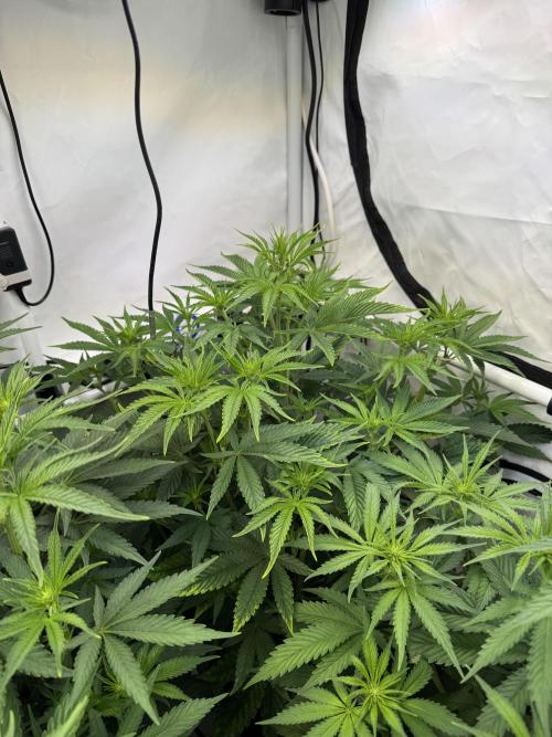 Frühlingsgrow 2026. Week 5 - Black cherry gushers