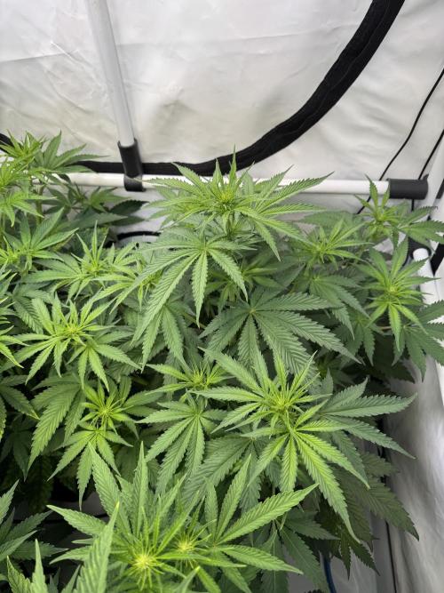 Frühlingsgrow 2026. Week 5 - Bruce Banner III