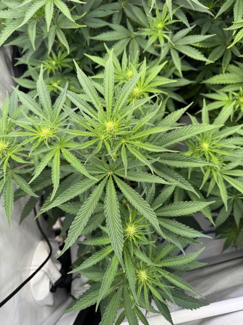Frühlingsgrow 2026. Week 5 - Radical juice