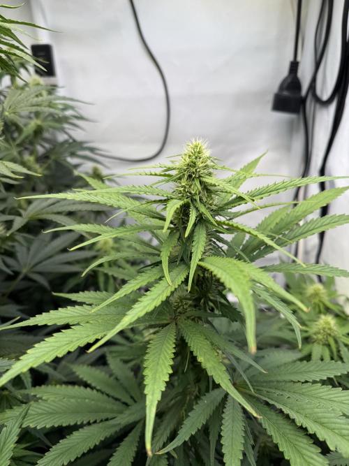 Frühlingsgrow 2026. Week 6