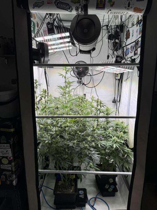 Frühlingsgrow 2026. Week 6